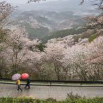 Cherry blossoms, Nara, Japan