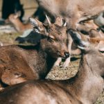 Deer, Nara, Japan