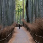 Fushimi Inari Taisha Shrine, Kyoto Japan