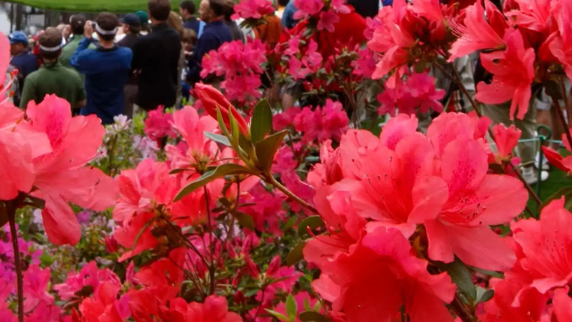 2025 Masters Azaleas